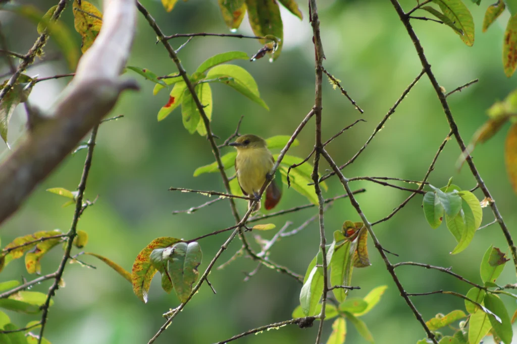 Avistamiento-de-aves-en-el-putumayo-Myiozetetes