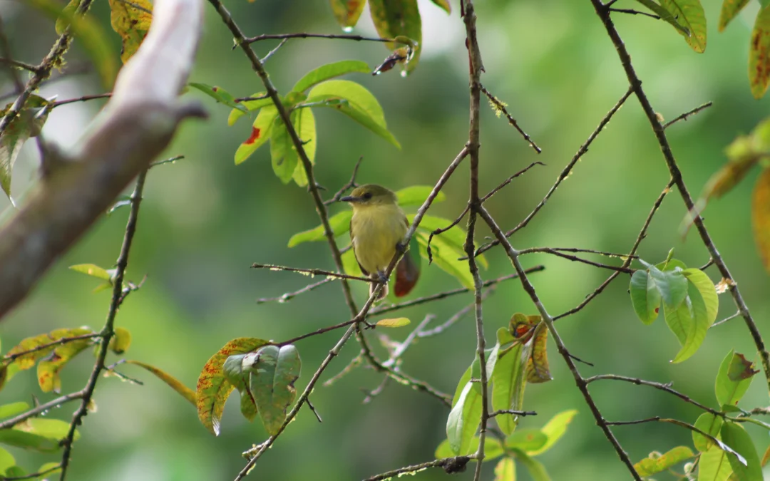 Avistamiento de aves en el Putumayo