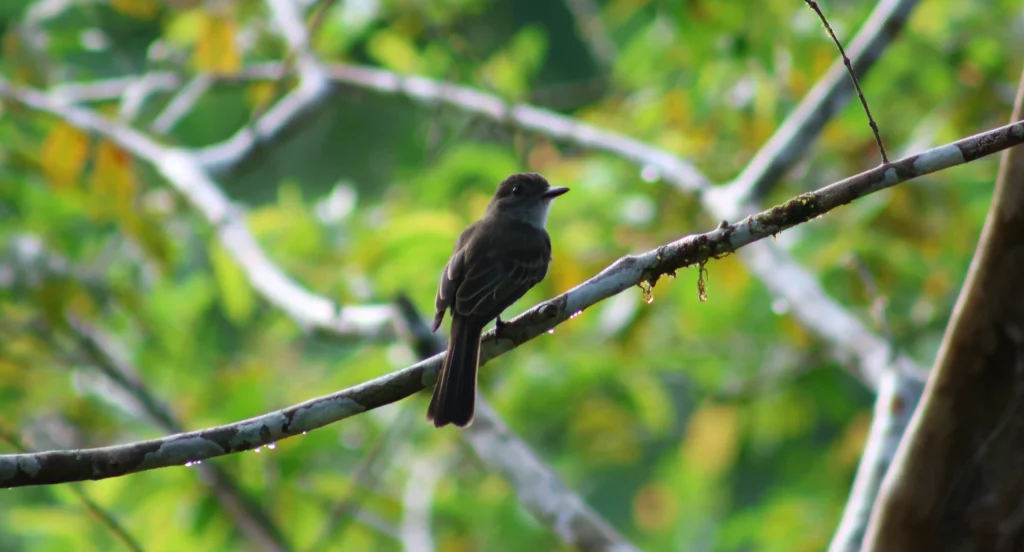 Avistamiento-de-aves-en-el-putumayo-Rhytipterna