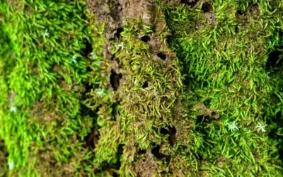 El pequeño guardián de la humedad en los bosques del Putumayo