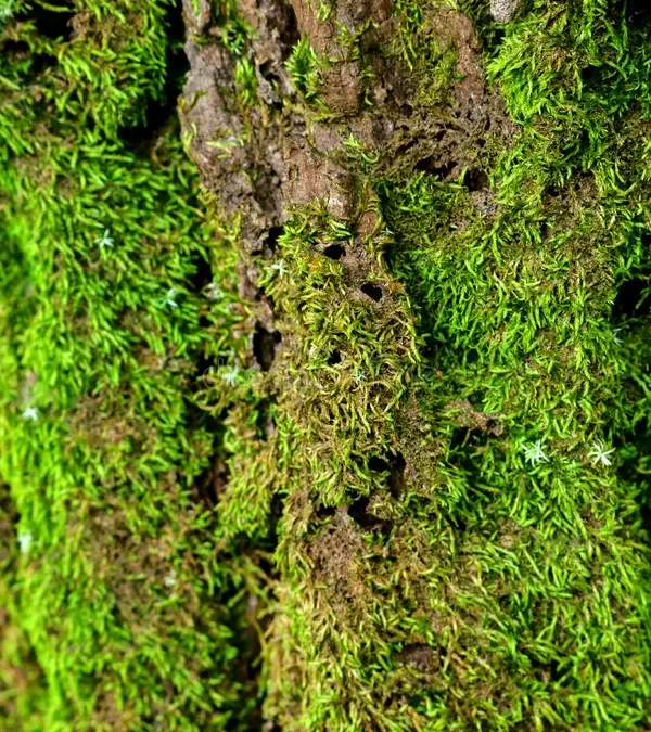 El pequeño guardián de la humedad en los bosques del Putumayo