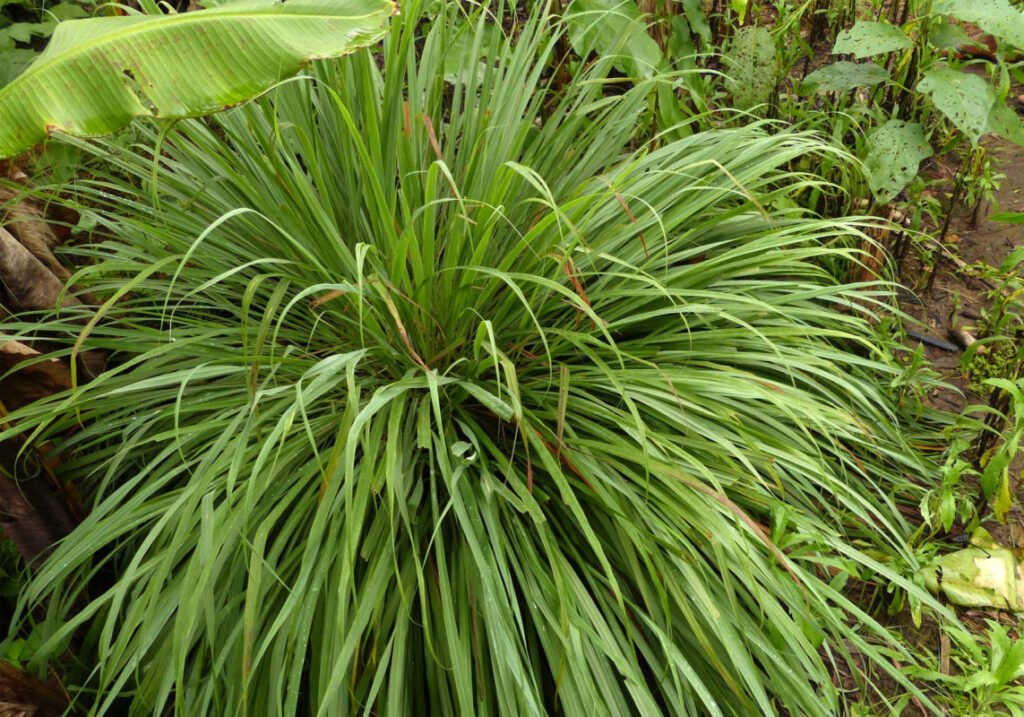 Limoncillo-planta-medicinal-en-Putumayo