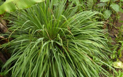 Limoncillo planta medicinal en putumayo