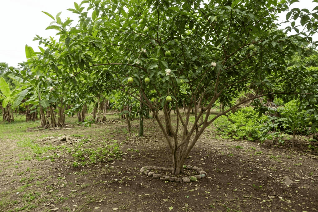 árbol de guayaba en el Putumayo, con flores, semillas y frutos