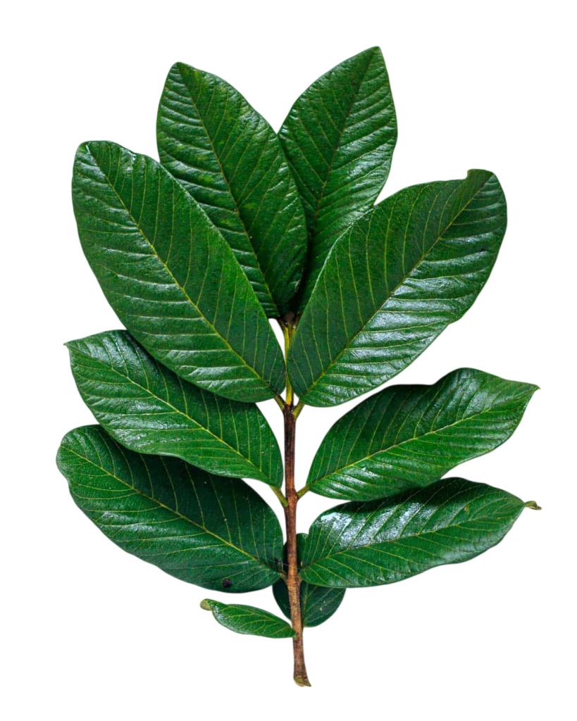 Hoja del árbol de guayaba en Putumayo
