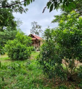 Turismo sostenible en la selva del Putumayo con Econawa {{brizy_dc_image_alt imageSrc=